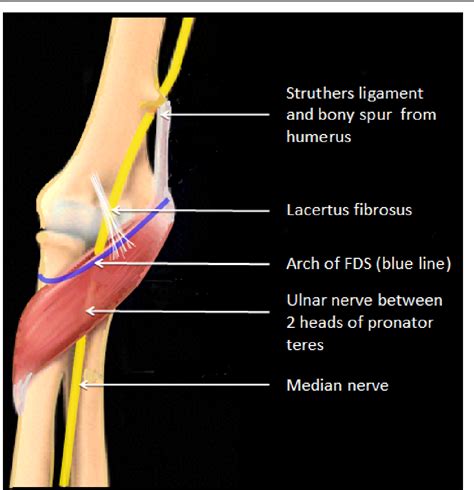 median nerve compression test elbow|median nerve compression treatment.